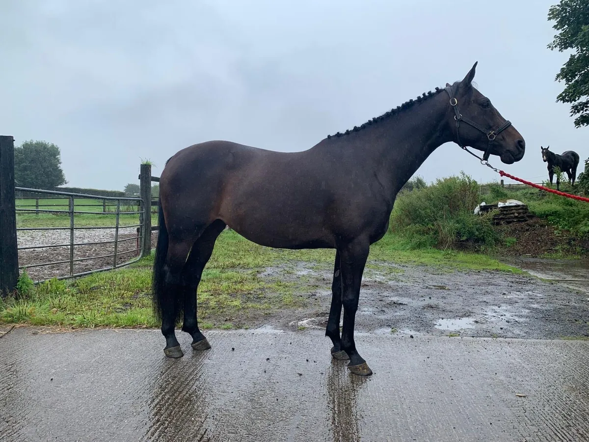 Exceptional Broodmare - Image 2