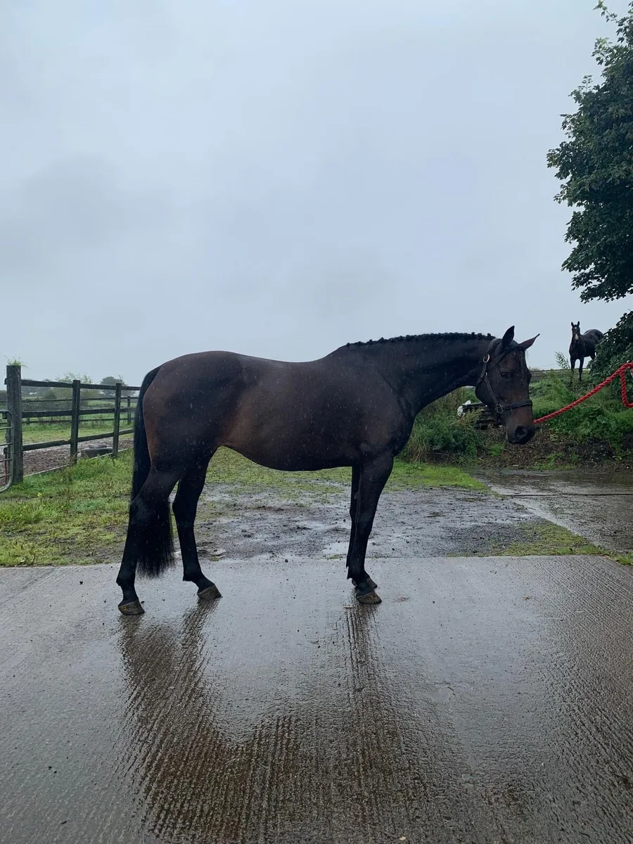 Exceptional Broodmare - Image 3
