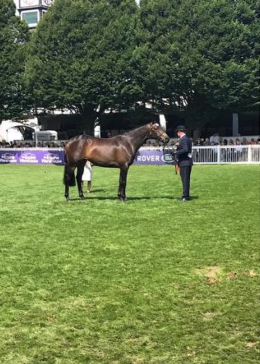 Exceptional Broodmare - Image 4
