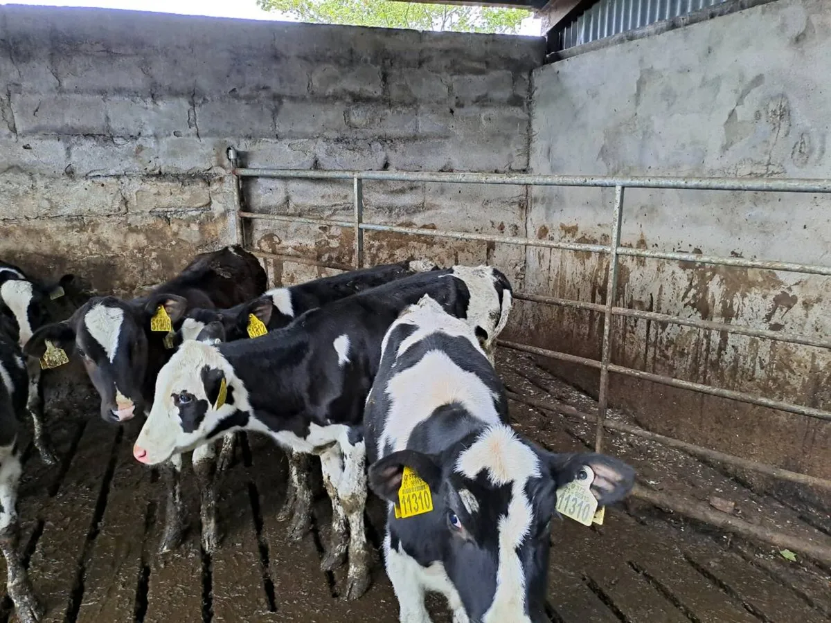 Hostein heifer calves - Image 2