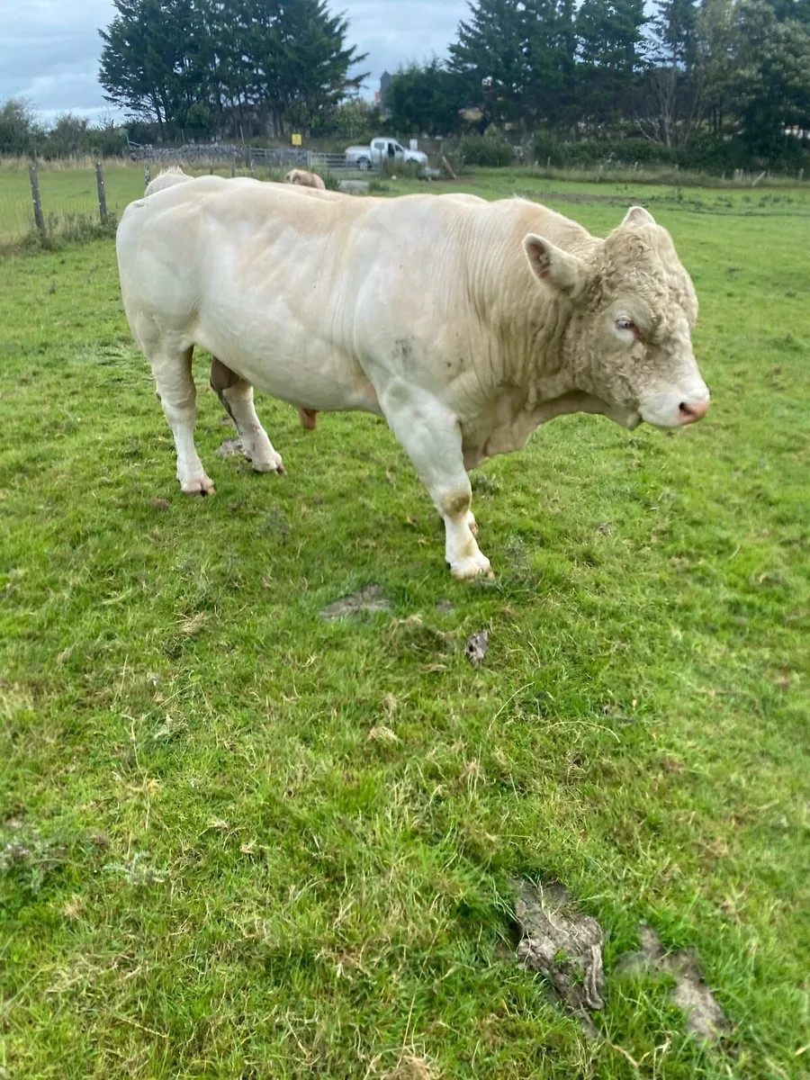 Purebred Charlois Bull - Image 4