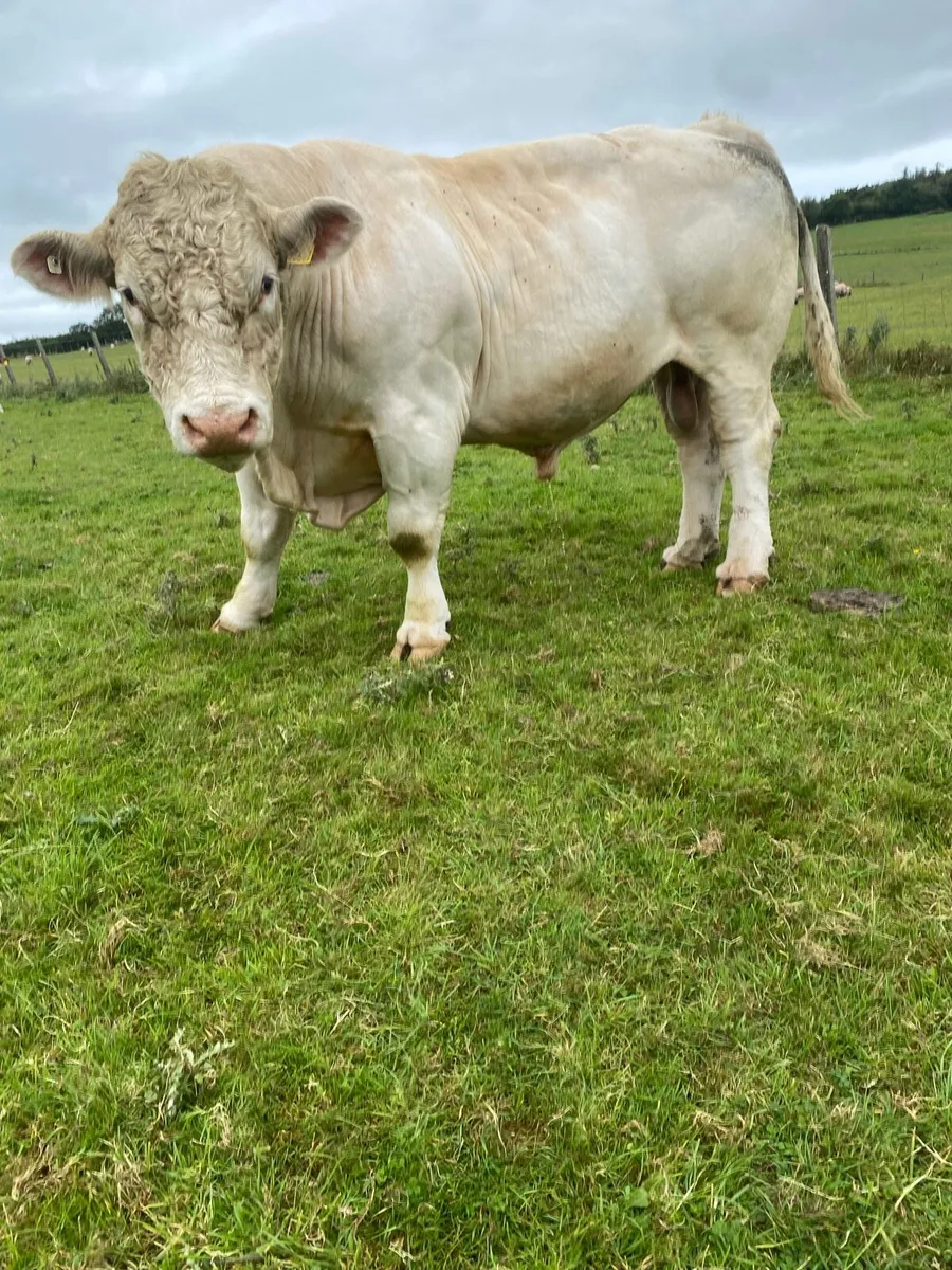 Purebred Charlois Bull - Image 1