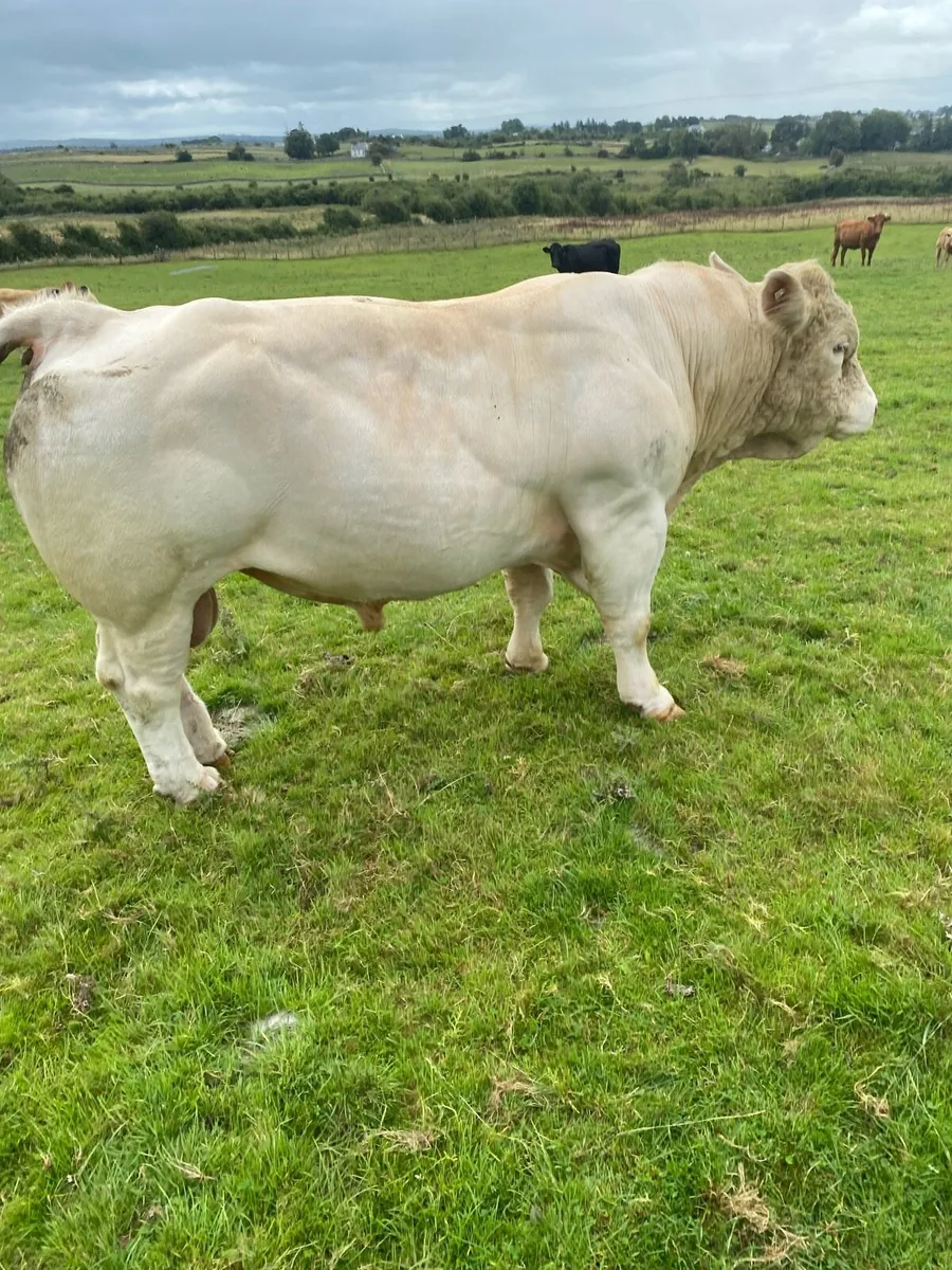 Purebred Charlois Bull - Image 2
