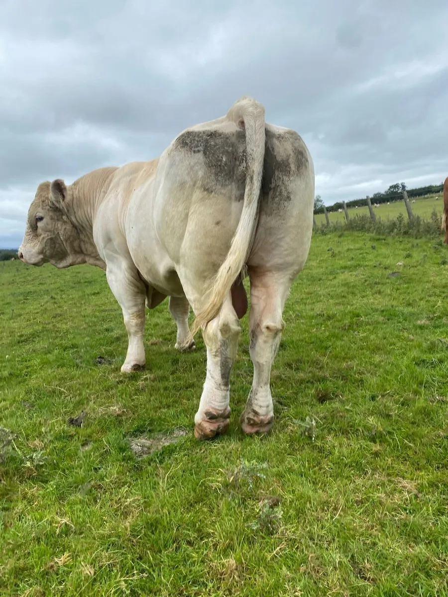 Purebred Charlois Bull - Image 3
