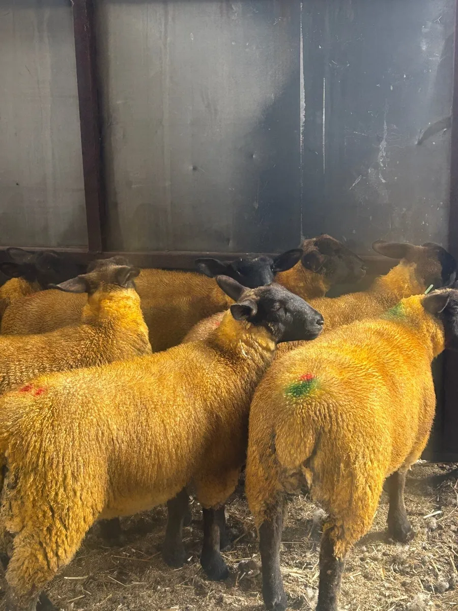 Ewe lambs - Image 2