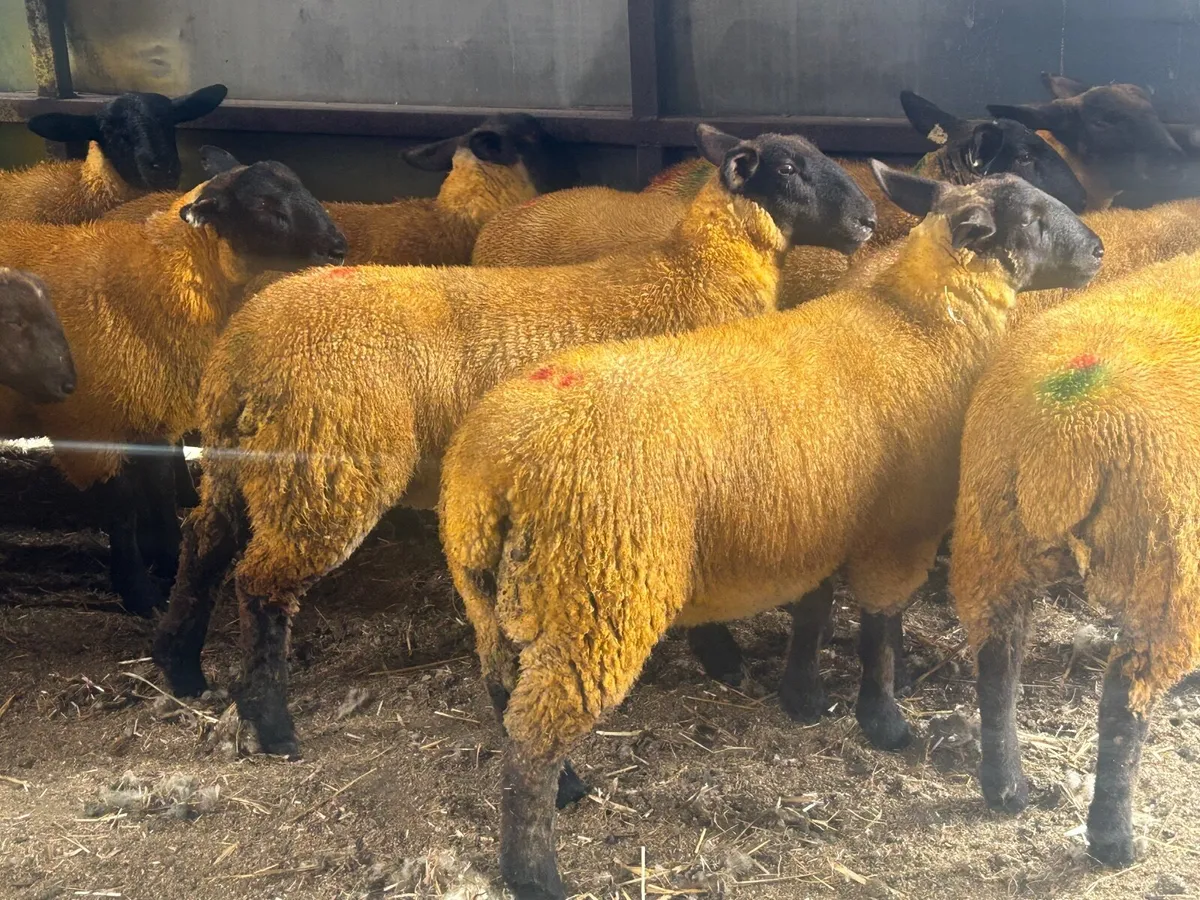 Ewe lambs - Image 3