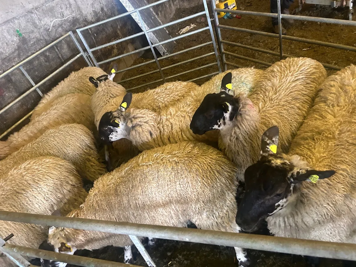 Ewe lambs - Image 4