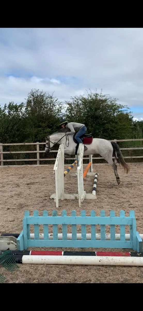 Class 1 5yr Old Mare X Gwennic - Image 3