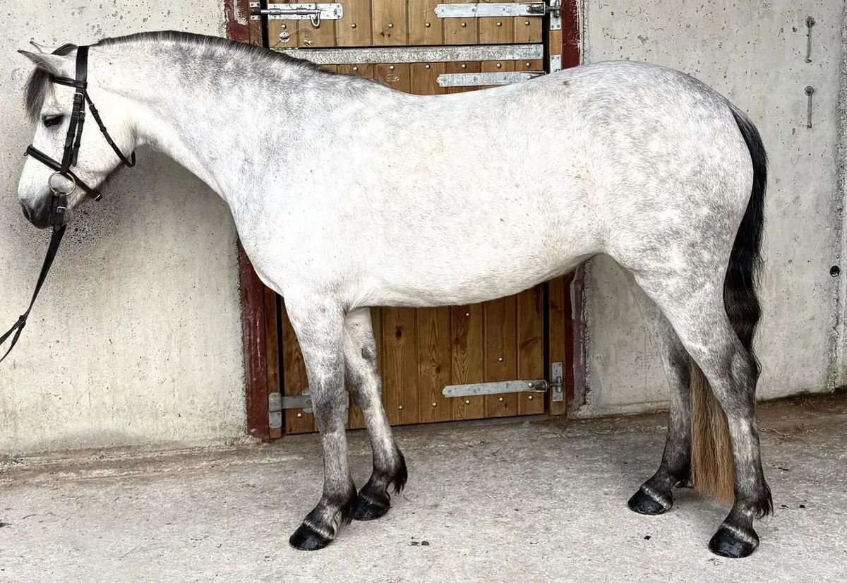 Class 1 5yr Old Mare X Gwennic - Image 1