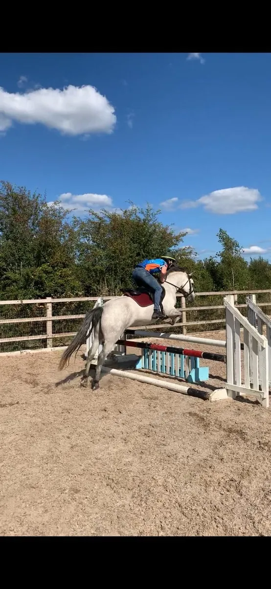Class 1 5yr Old Mare X Gwennic - Image 4