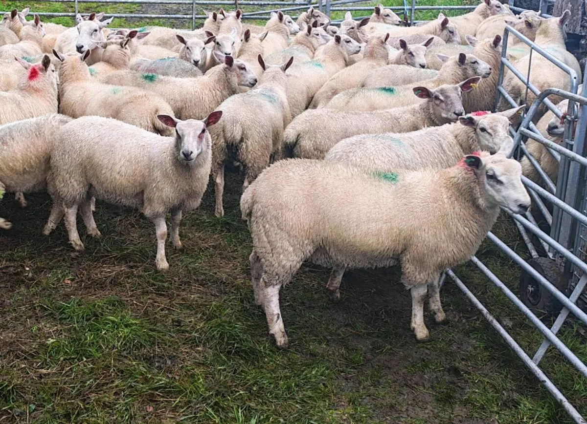 Texel x Charollais ewe lambs