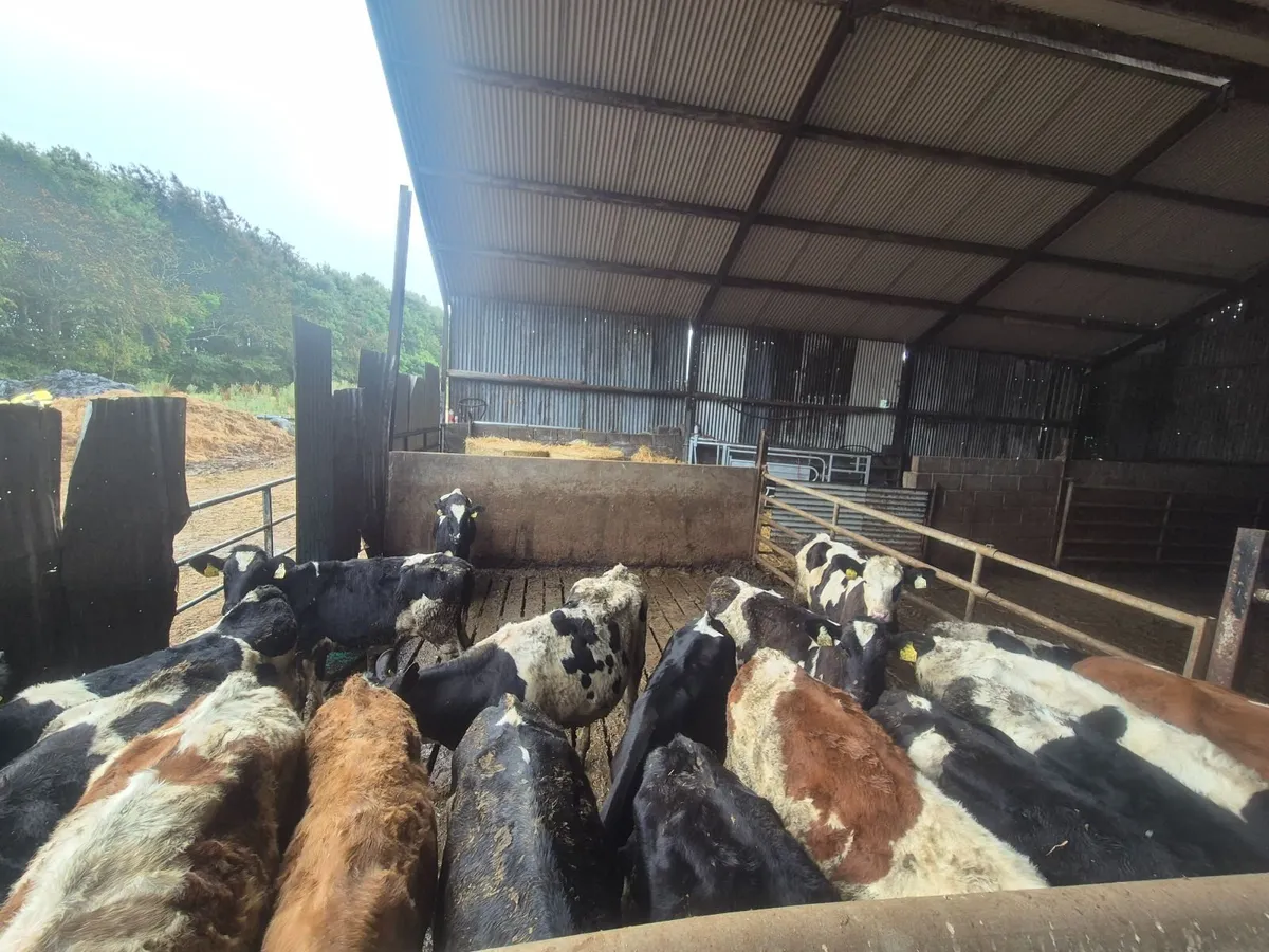 Replacement heifers - Image 4