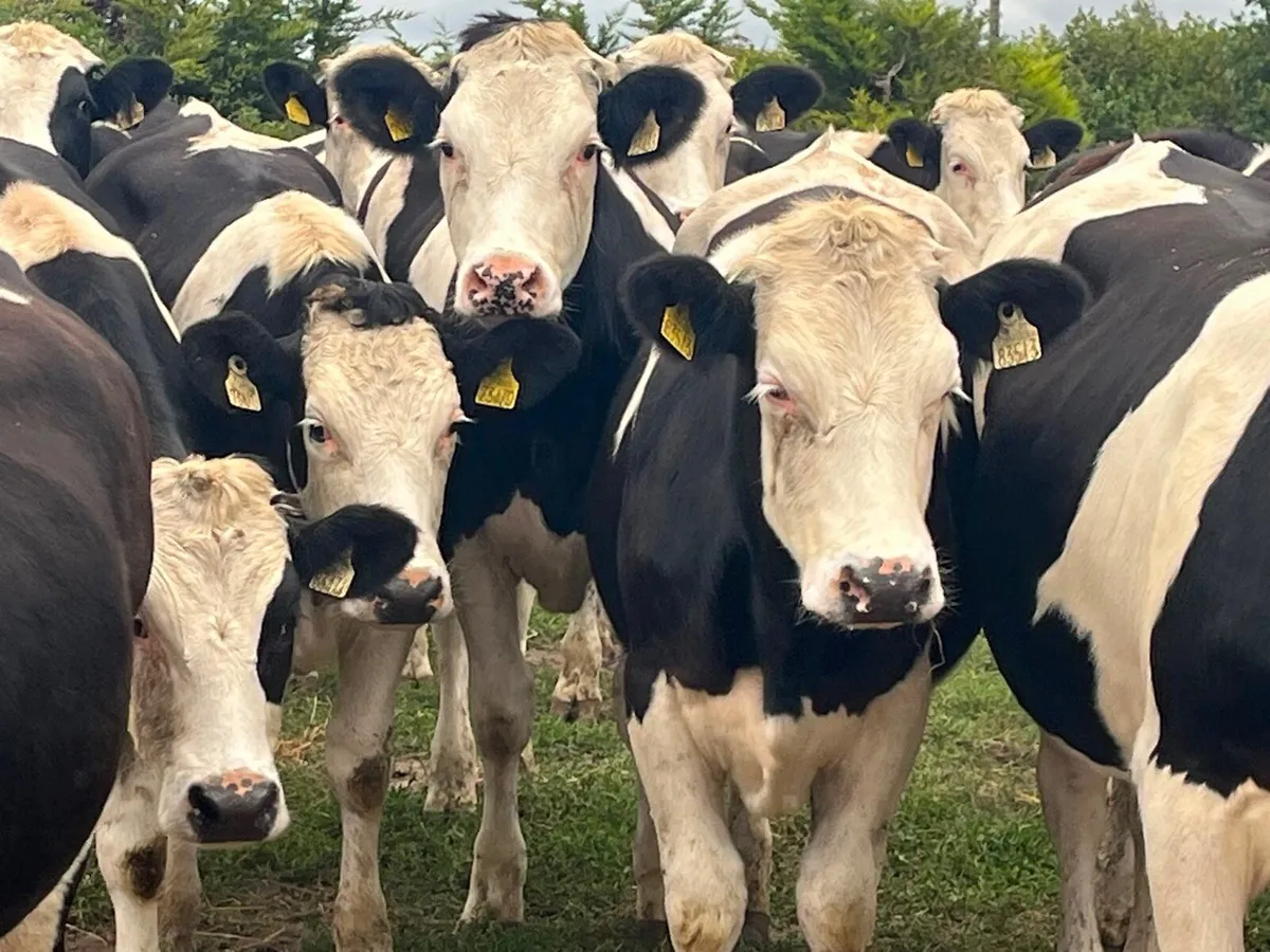 Store Heifers - Image 2
