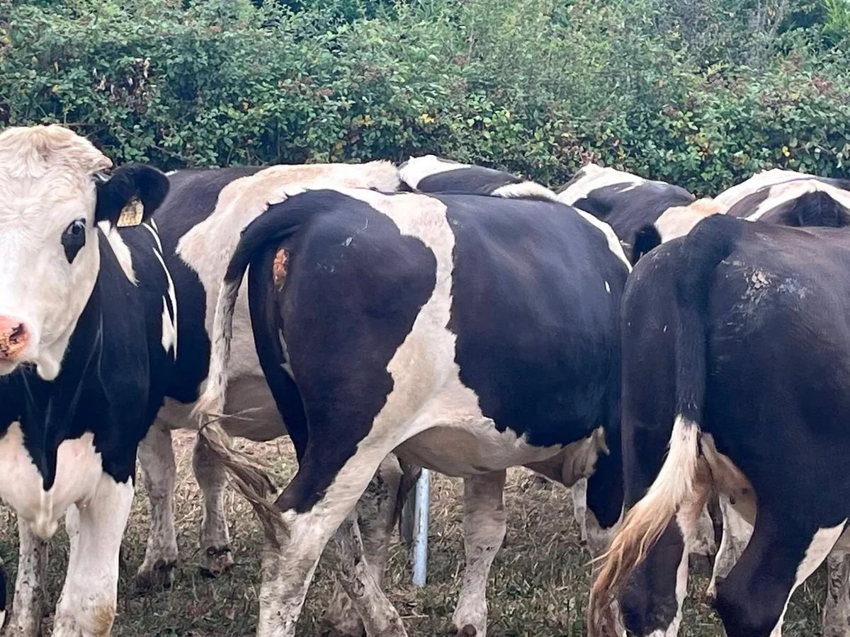 Store Heifers - Image 3