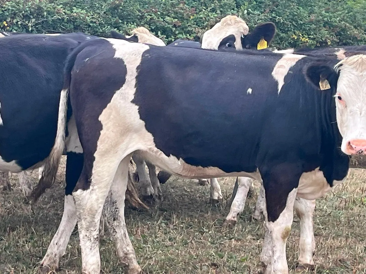 Store Heifers - Image 4