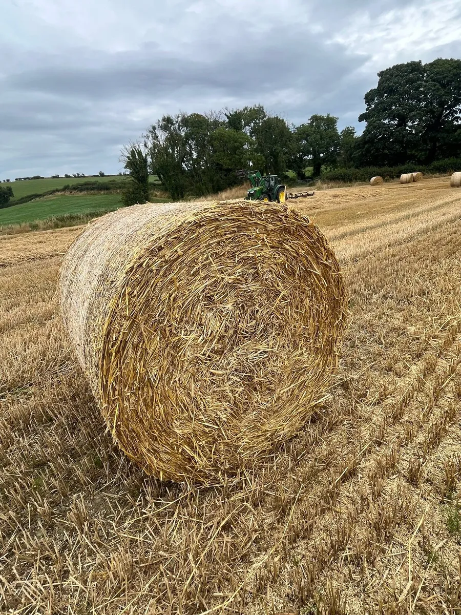 Wheat straw - Image 2