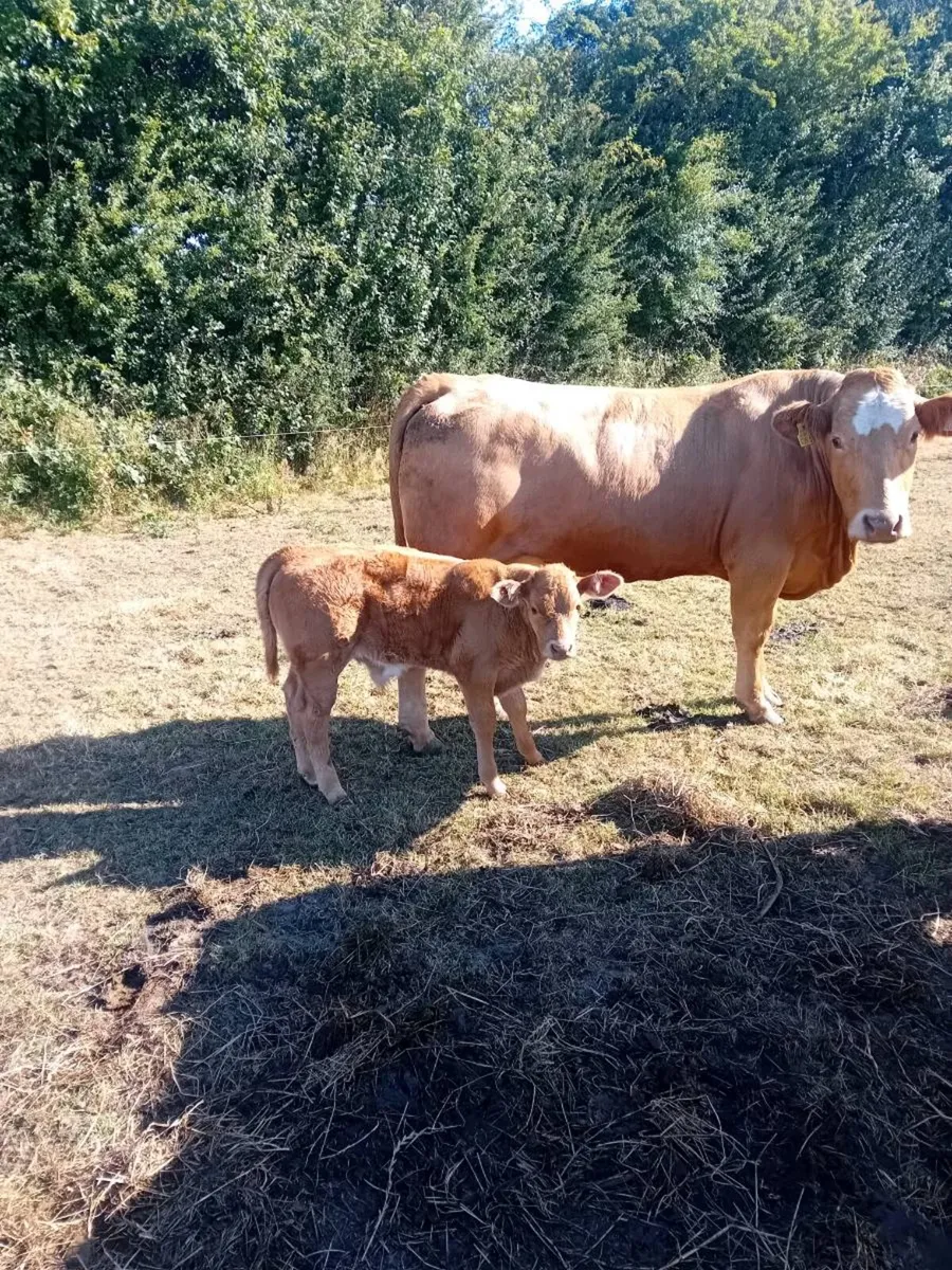 Two top quality limousine cows - Image 1