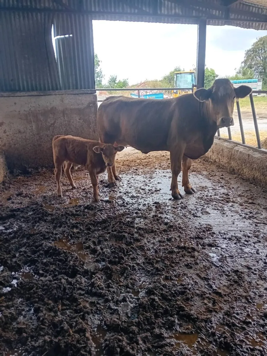 Two top quality limousine cows - Image 2