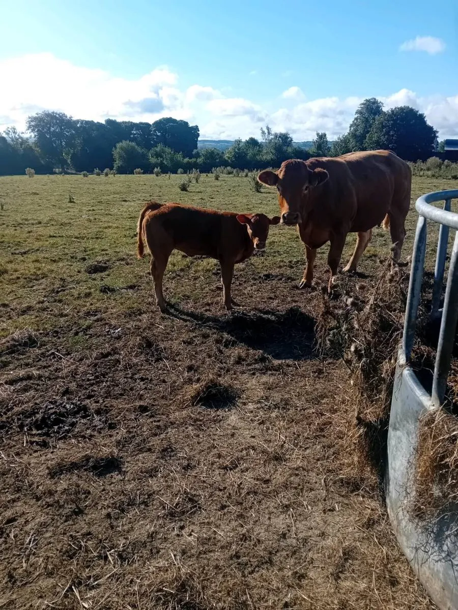 Two top quality limousine cows - Image 3