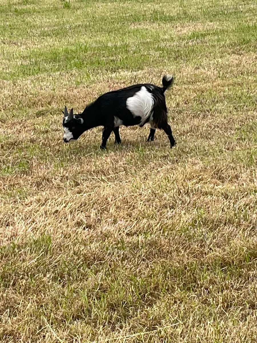 male kid Pygmy goat - Image 3