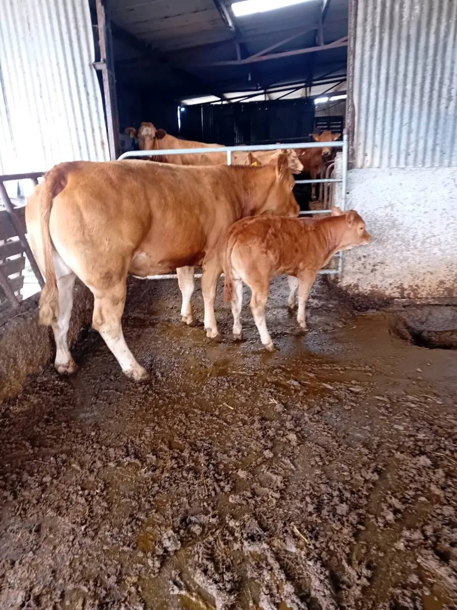Two top quality limousine cows - Image 4