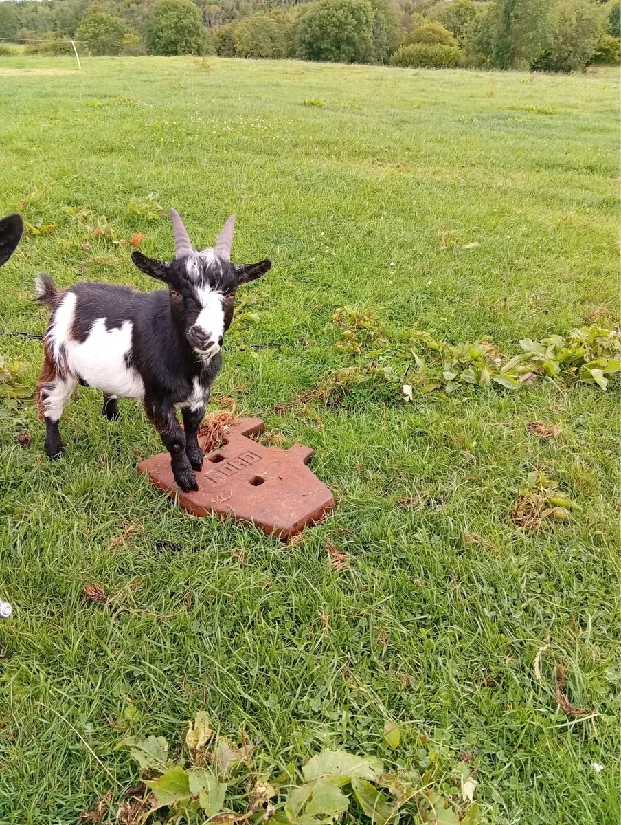 male kid Pygmy goat - Image 1