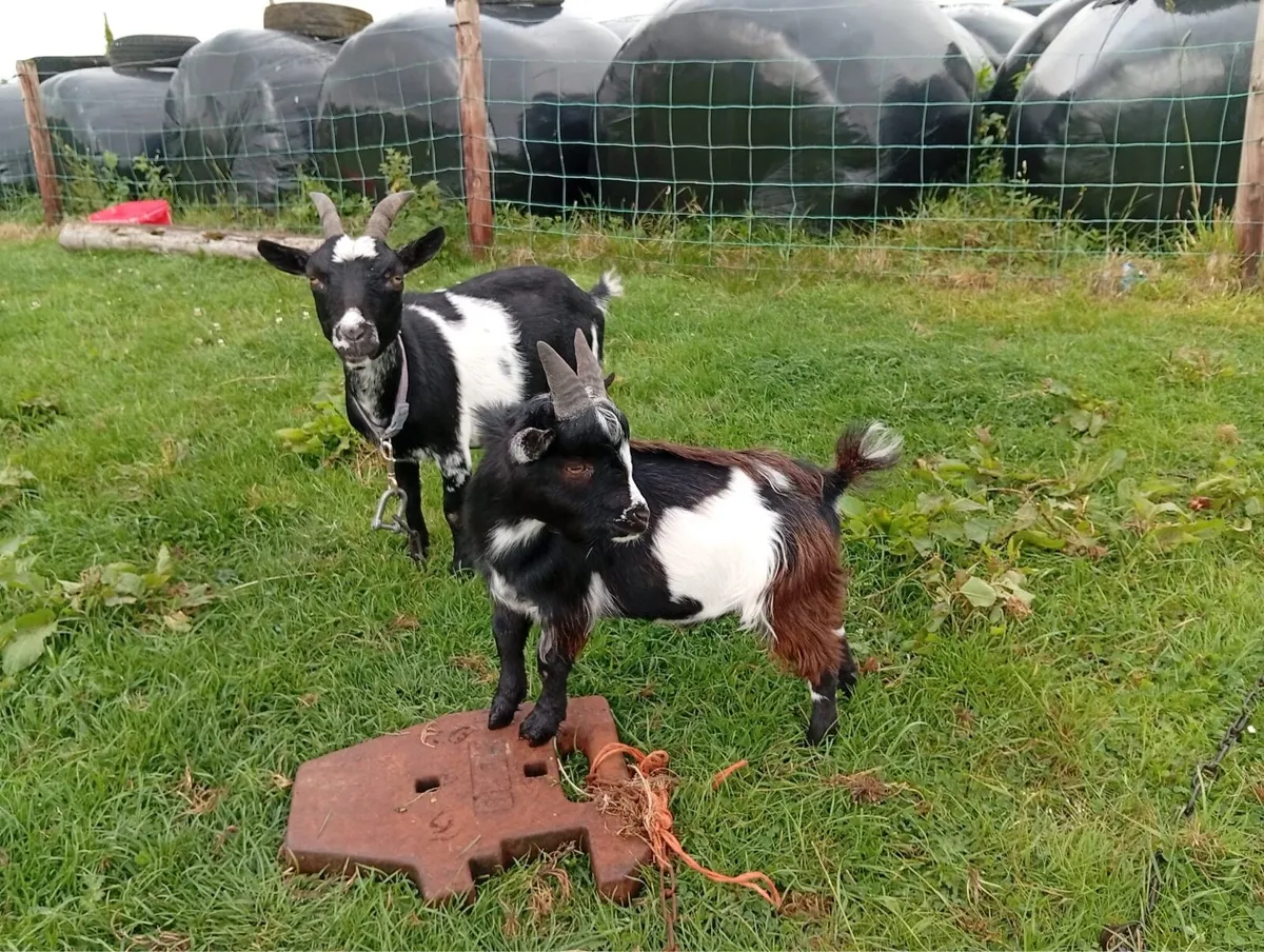 male kid Pygmy goat - Image 2