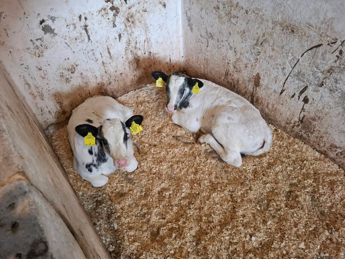 Calves for sale - Image 1