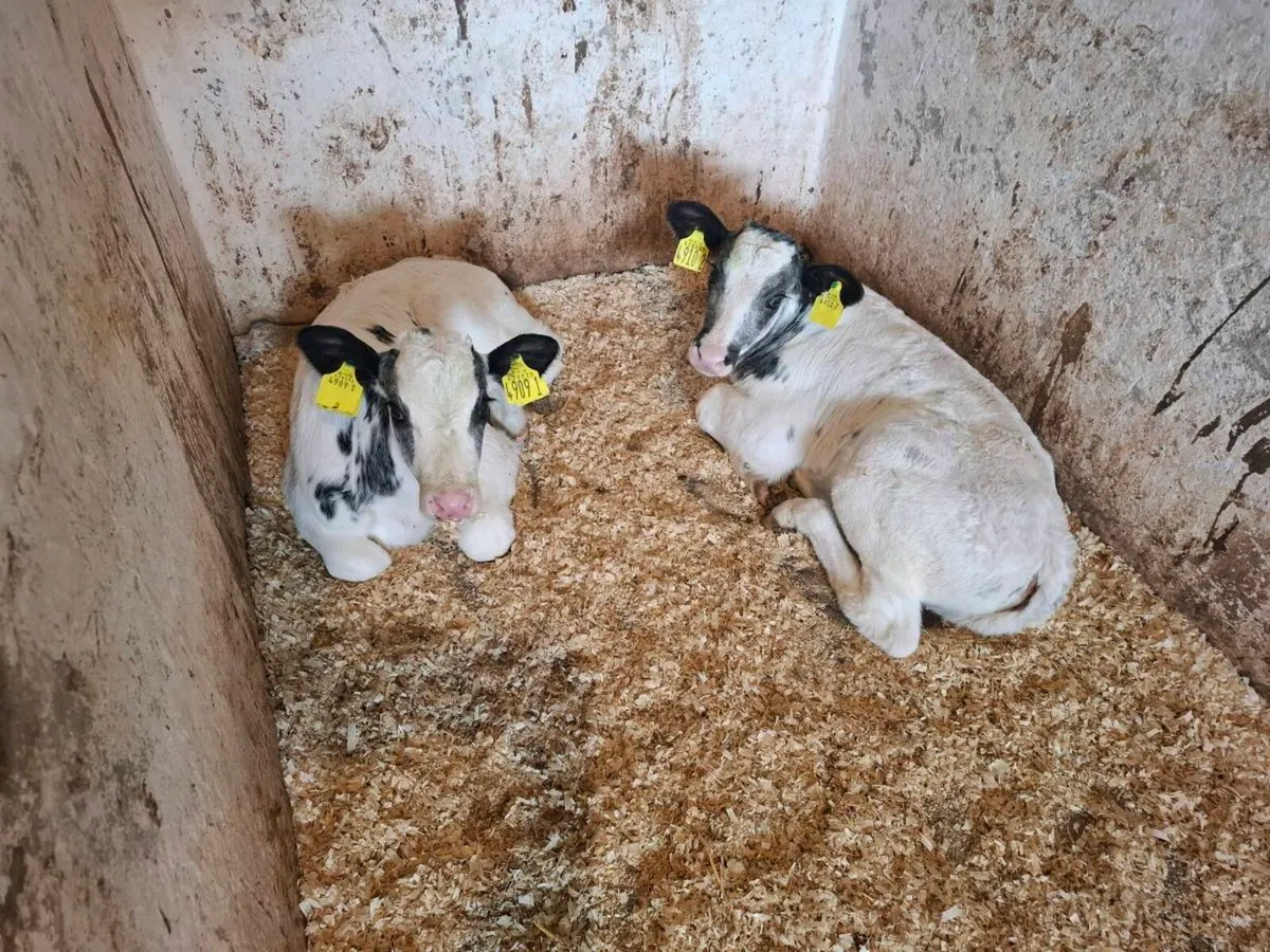 Calves for sale - Image 2