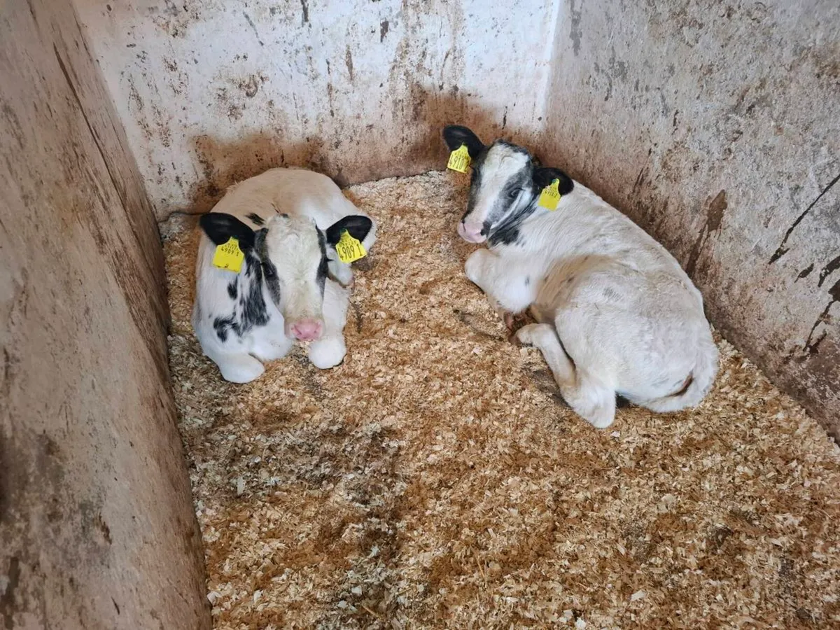 Calves for sale - Image 3