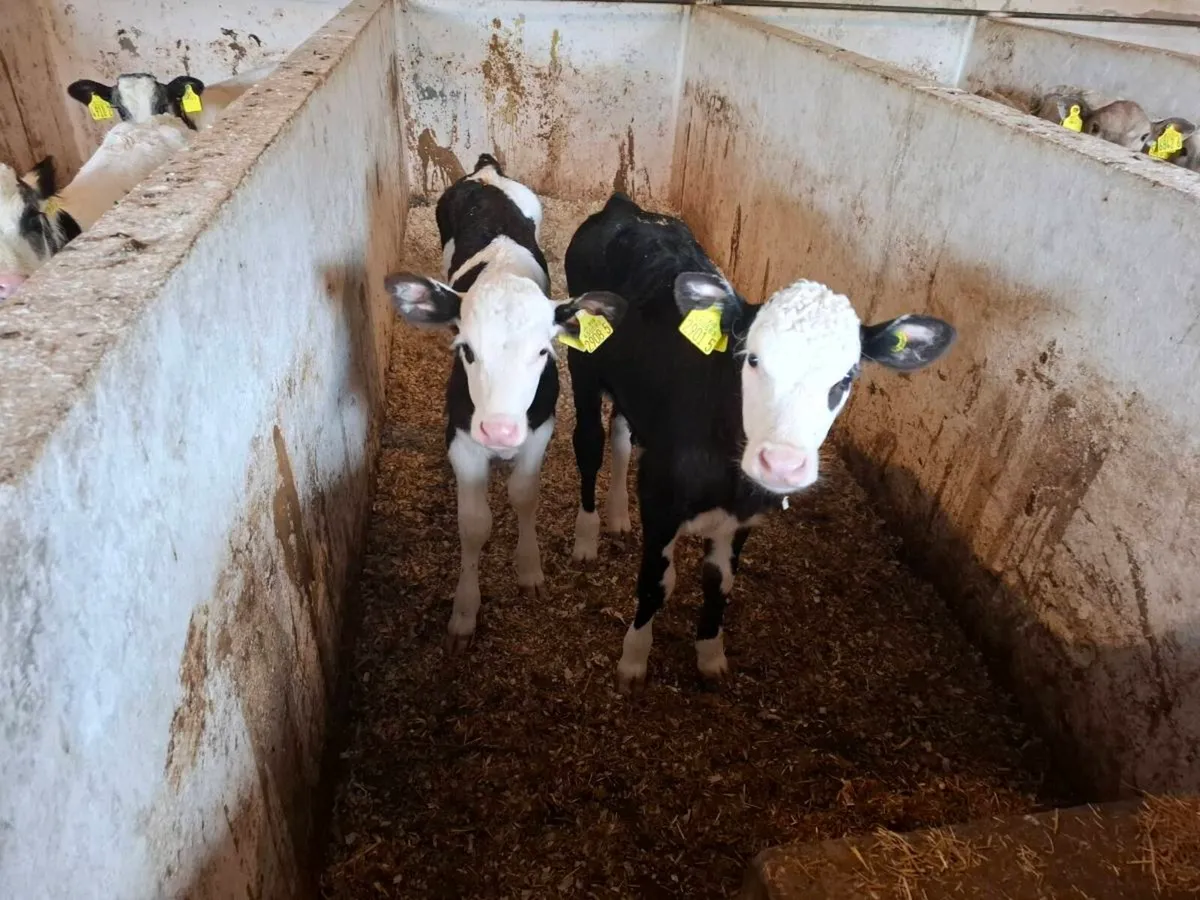 Calves for sale - Image 4