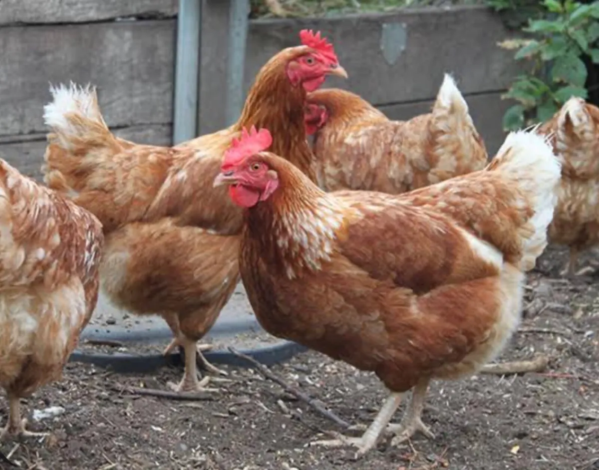 Hens for sale