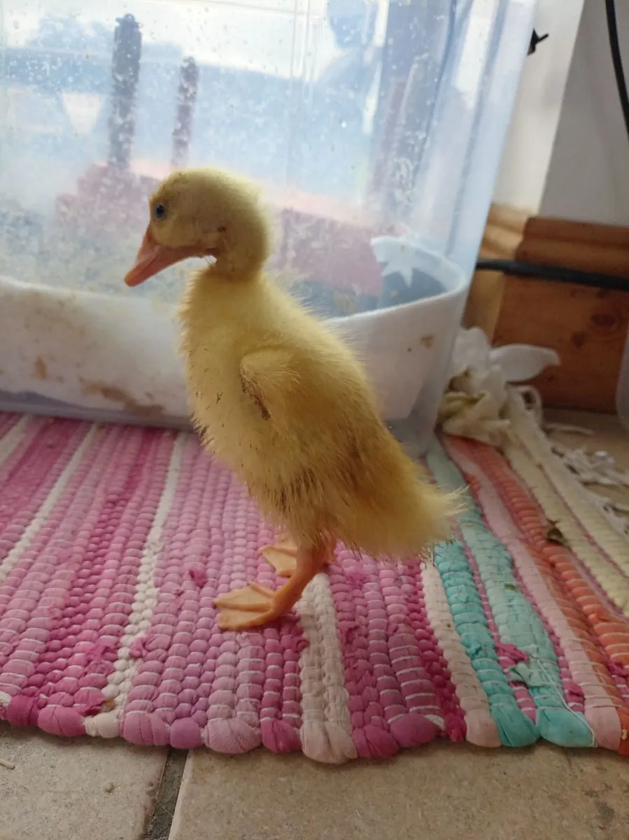 Gorgeous Indian Runner Ducklings - Image 3
