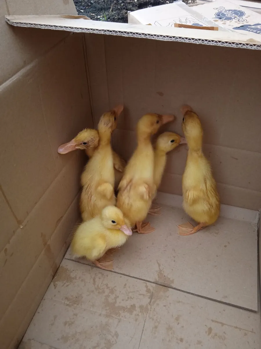 Gorgeous Indian Runner Ducklings - Image 1