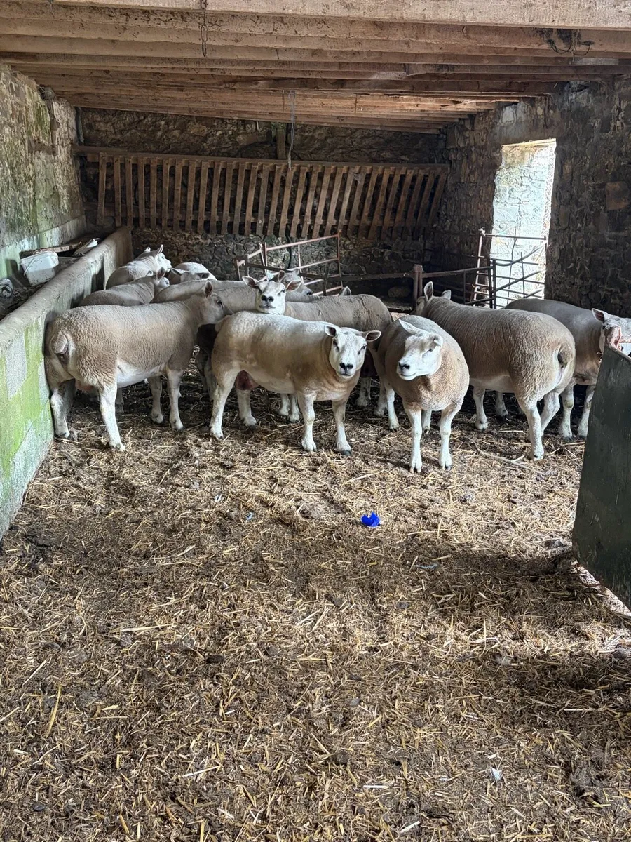 Pedigree texel ewes - Image 1