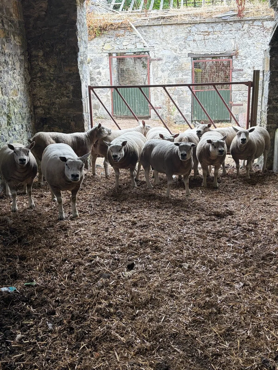 Pedigree texel ewes - Image 2