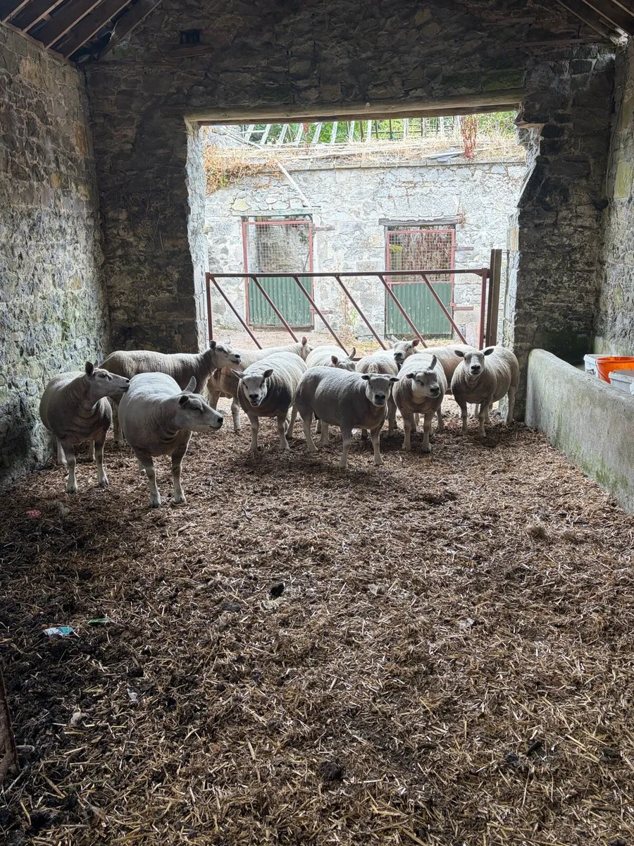 Pedigree texel ewes - Image 3