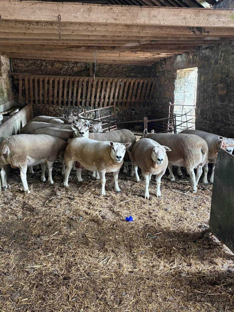 Pedigree texel ewes - Image 4
