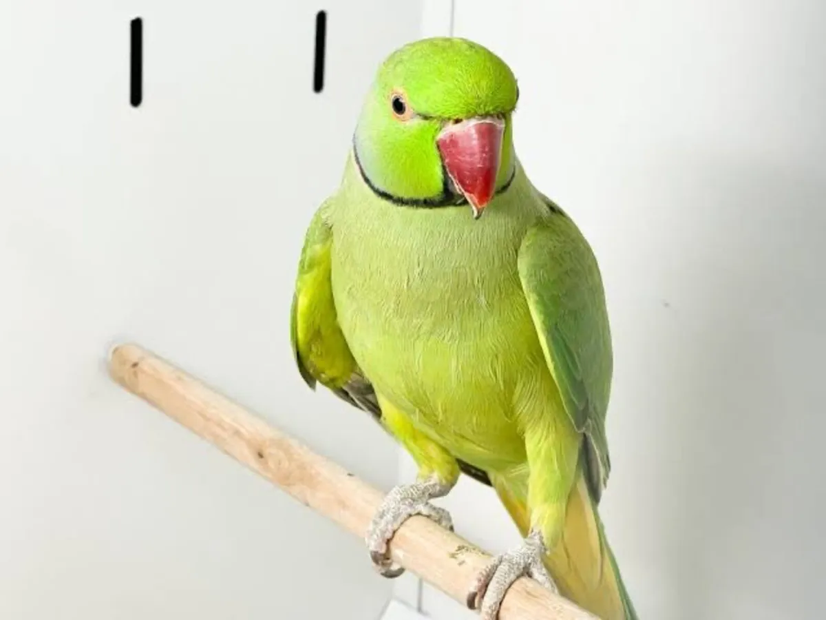 Green Ringneck Adult Male & Love Birds Pair - Image 1
