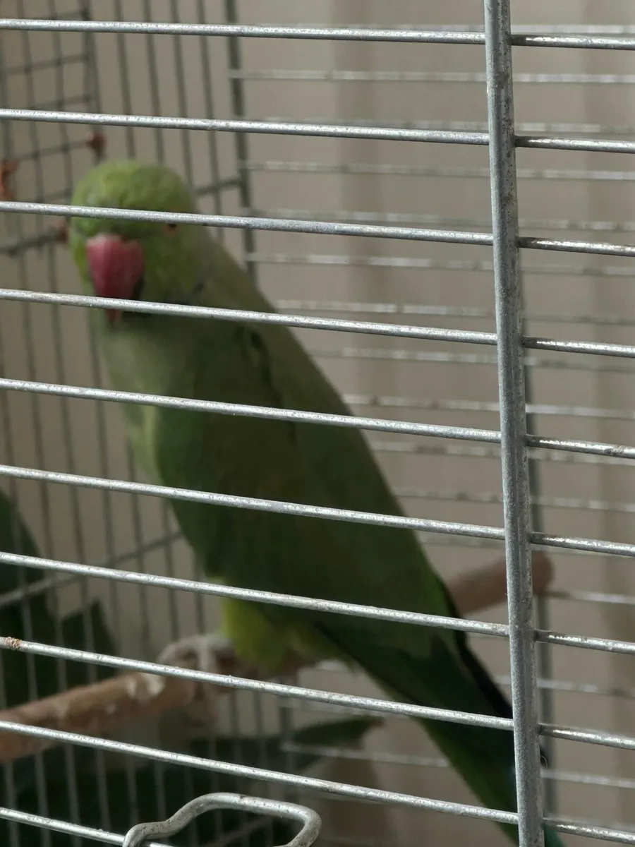 Green Ringneck Adult Male & Love Birds Pair - Image 2