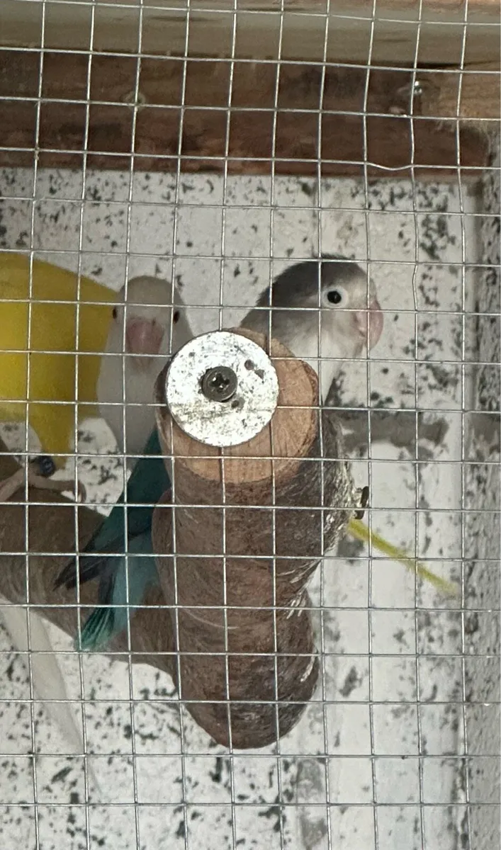 Green Ringneck Adult Male & Love Birds Pair - Image 4