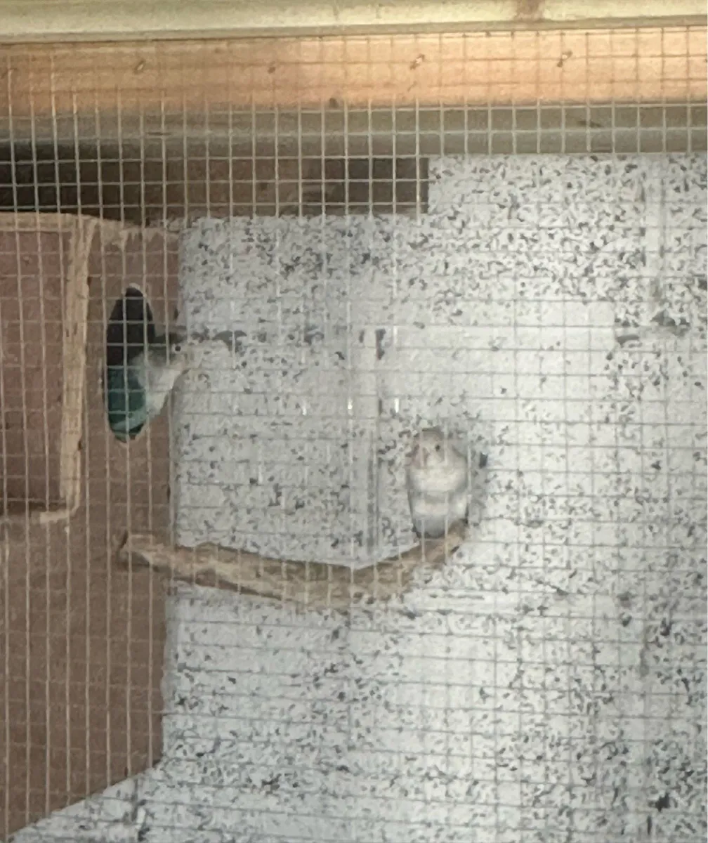 Green Ringneck Adult Male & Love Birds Pair - Image 3