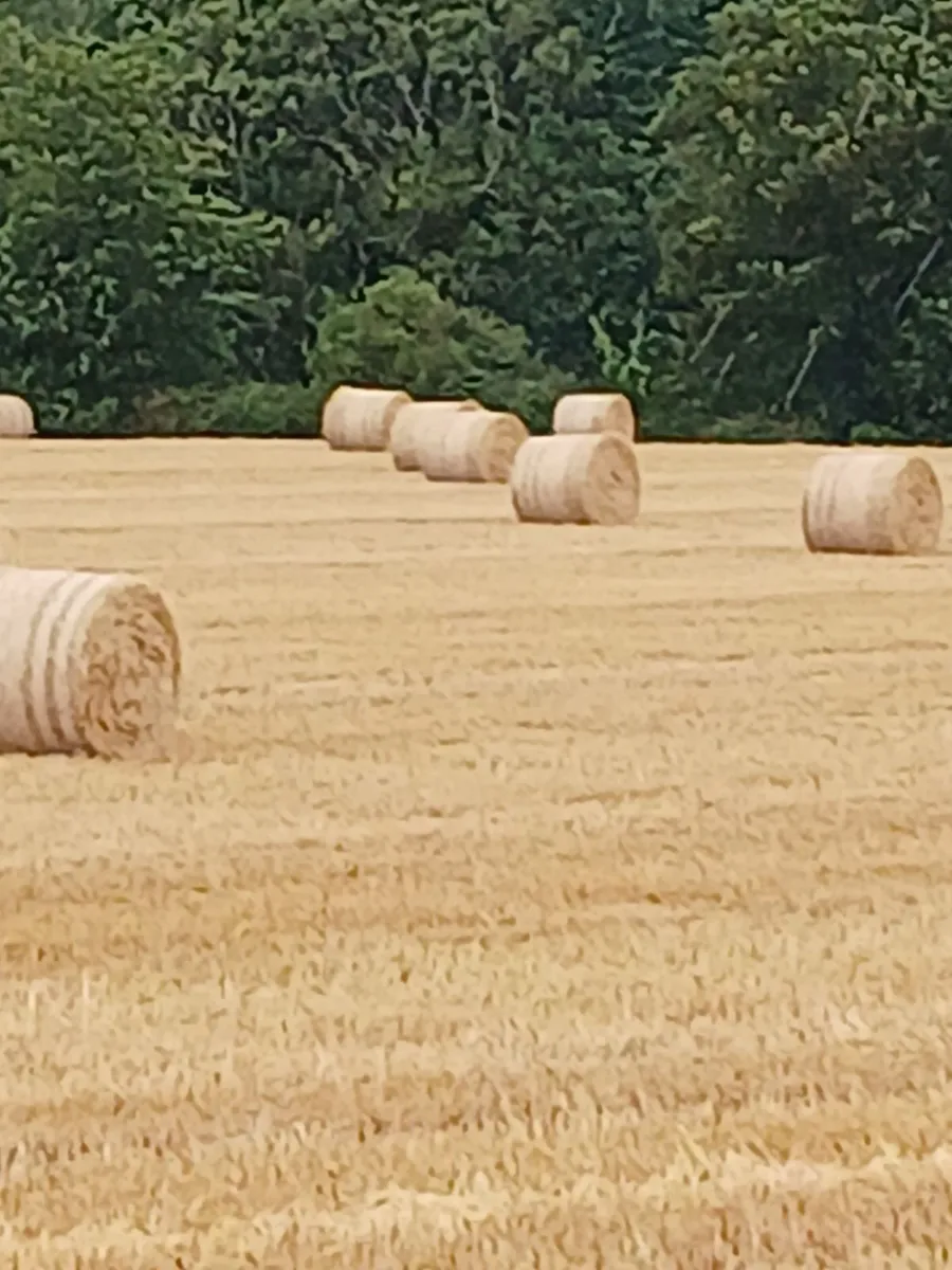 straw - Image 2