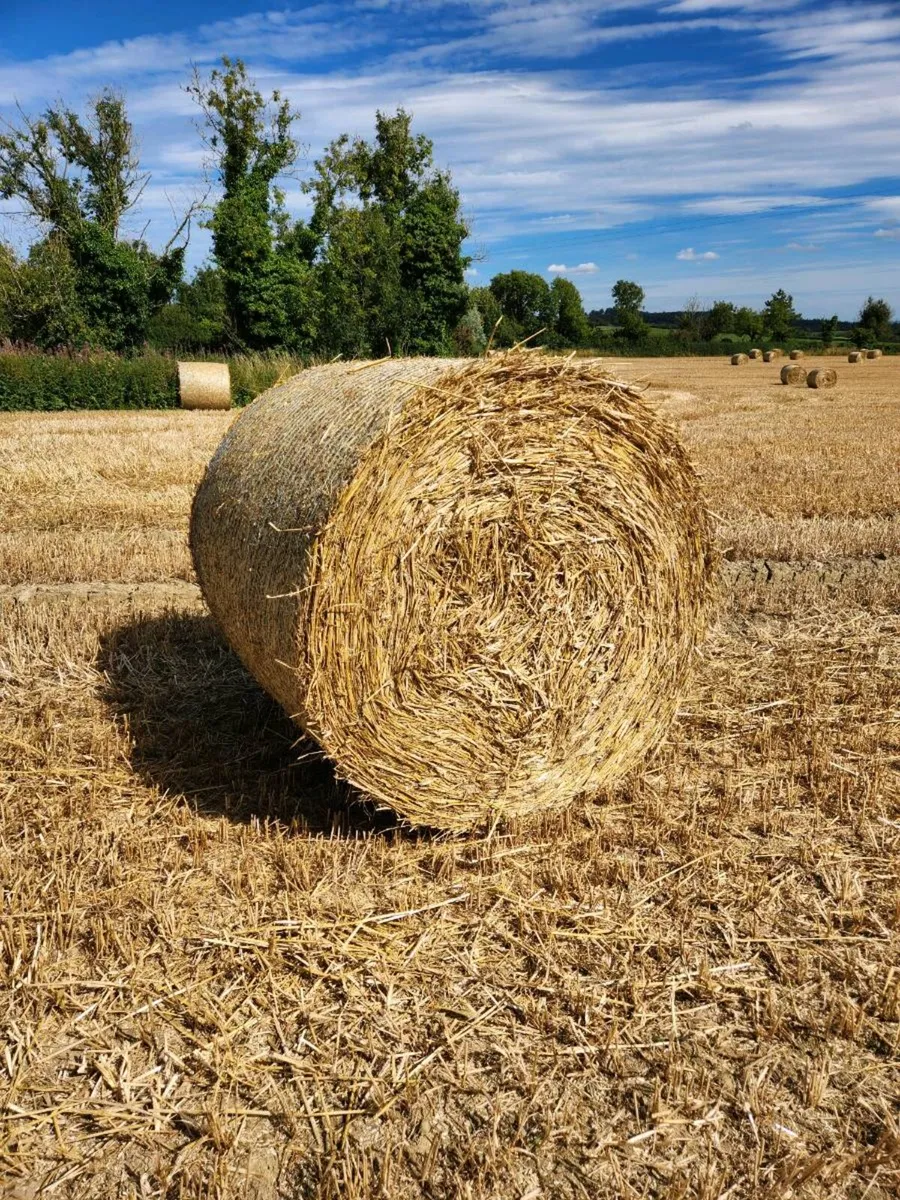 Wheaten Straw - Image 1