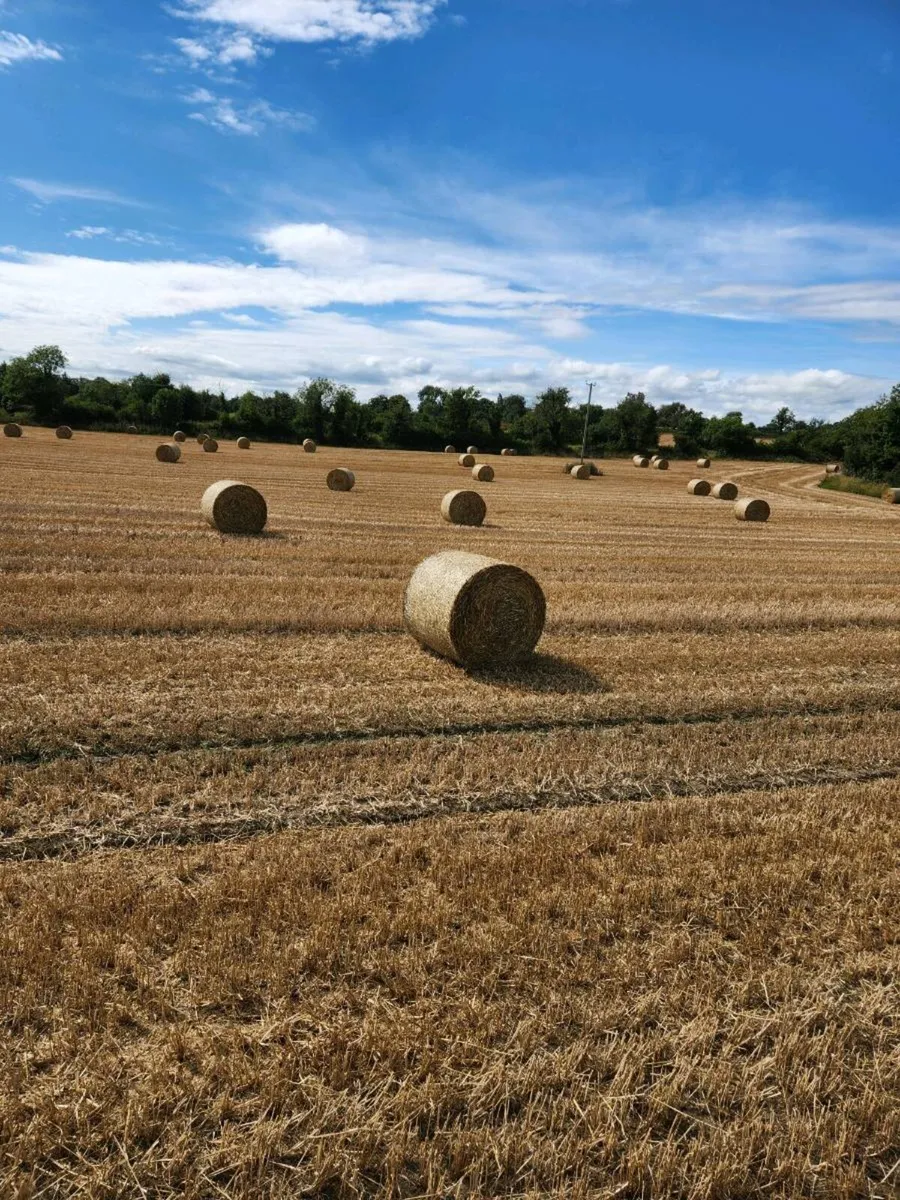 Wheaten Straw - Image 2