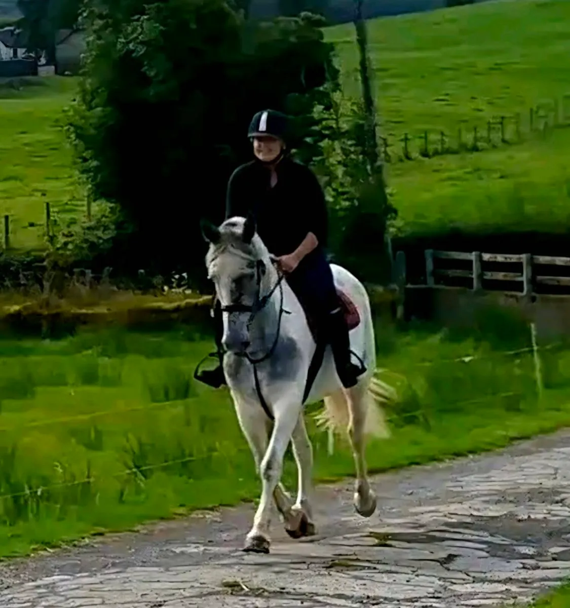 15hh Riding Horse - Image 2