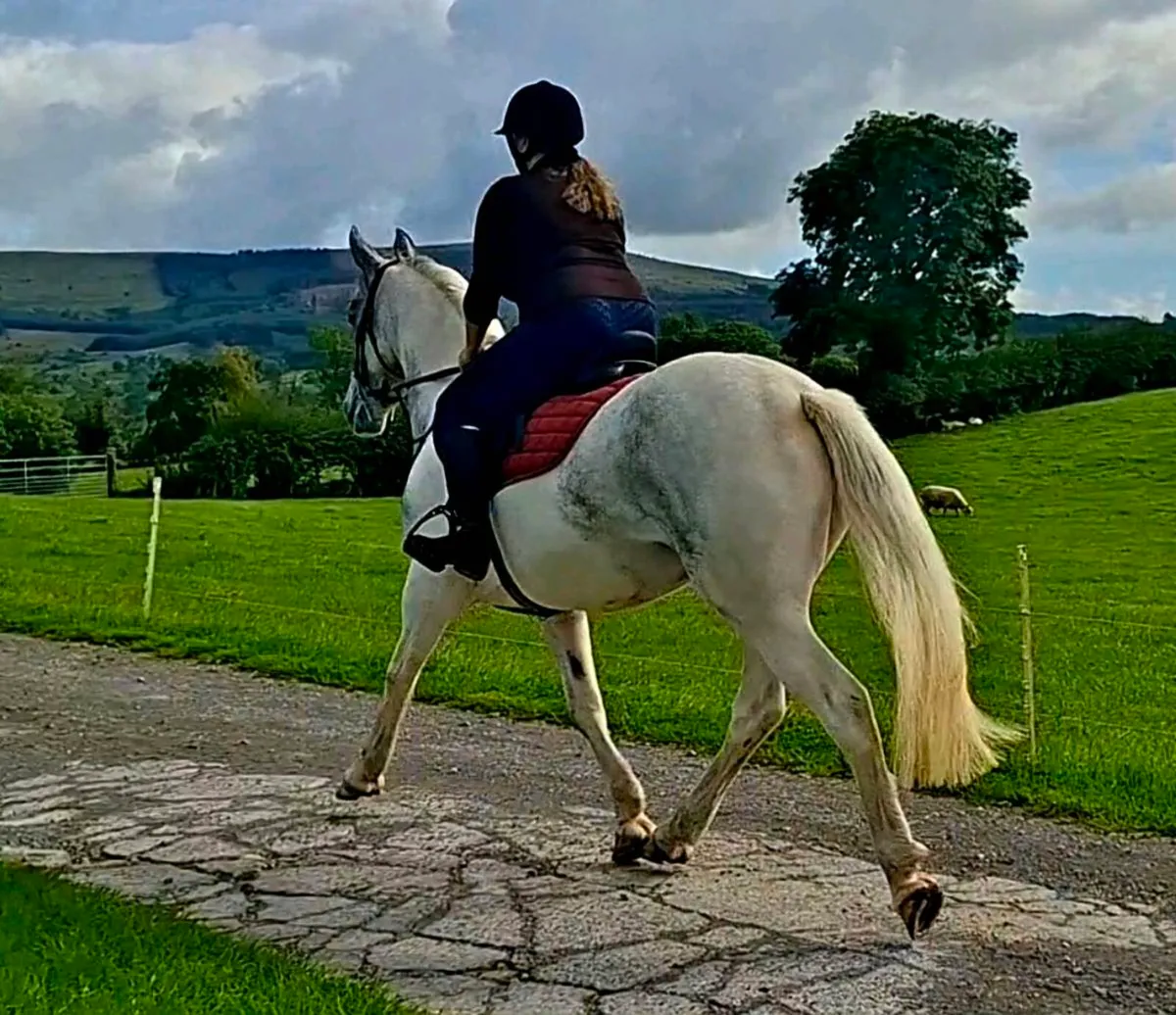 15hh Riding Horse - Image 3
