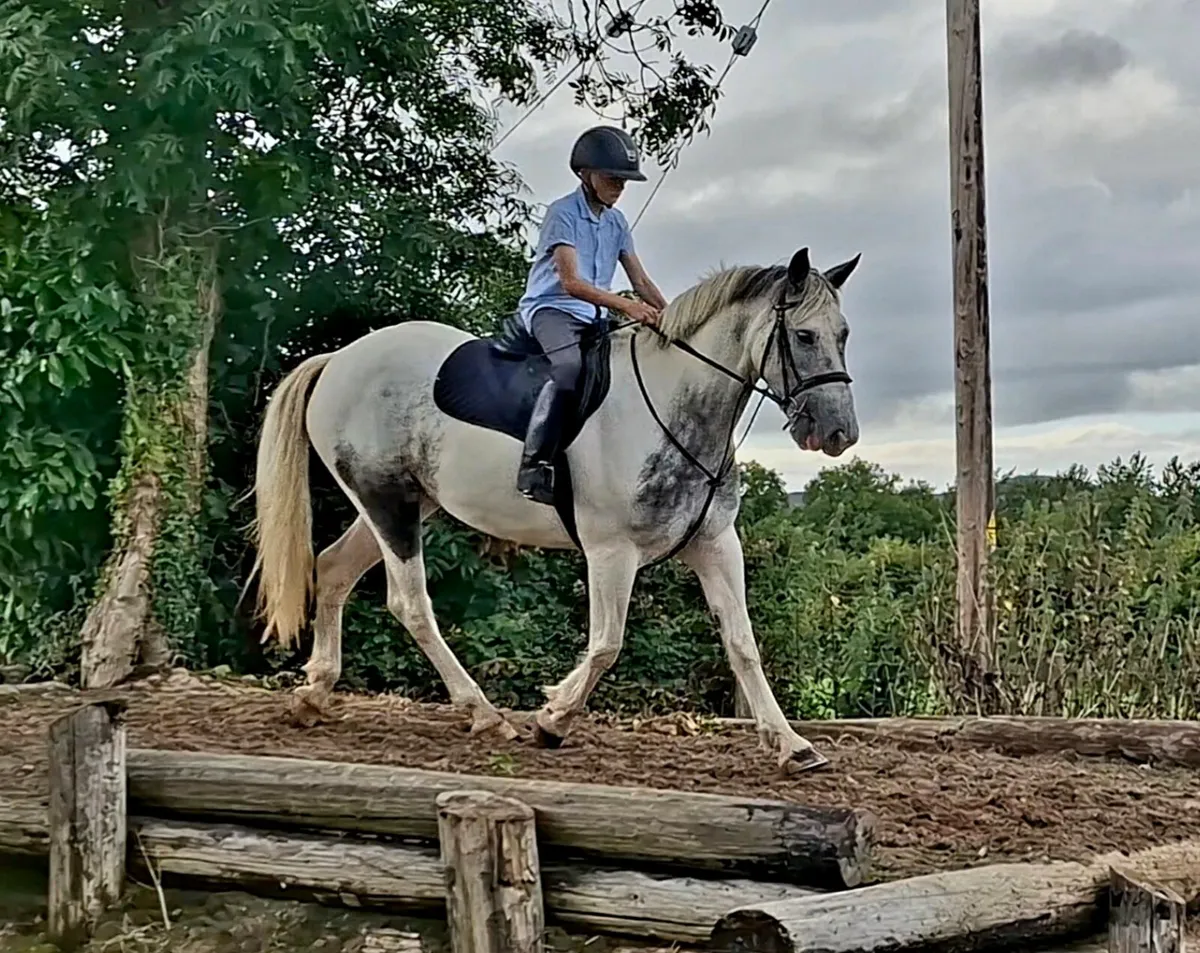 15hh Riding Horse - Image 4