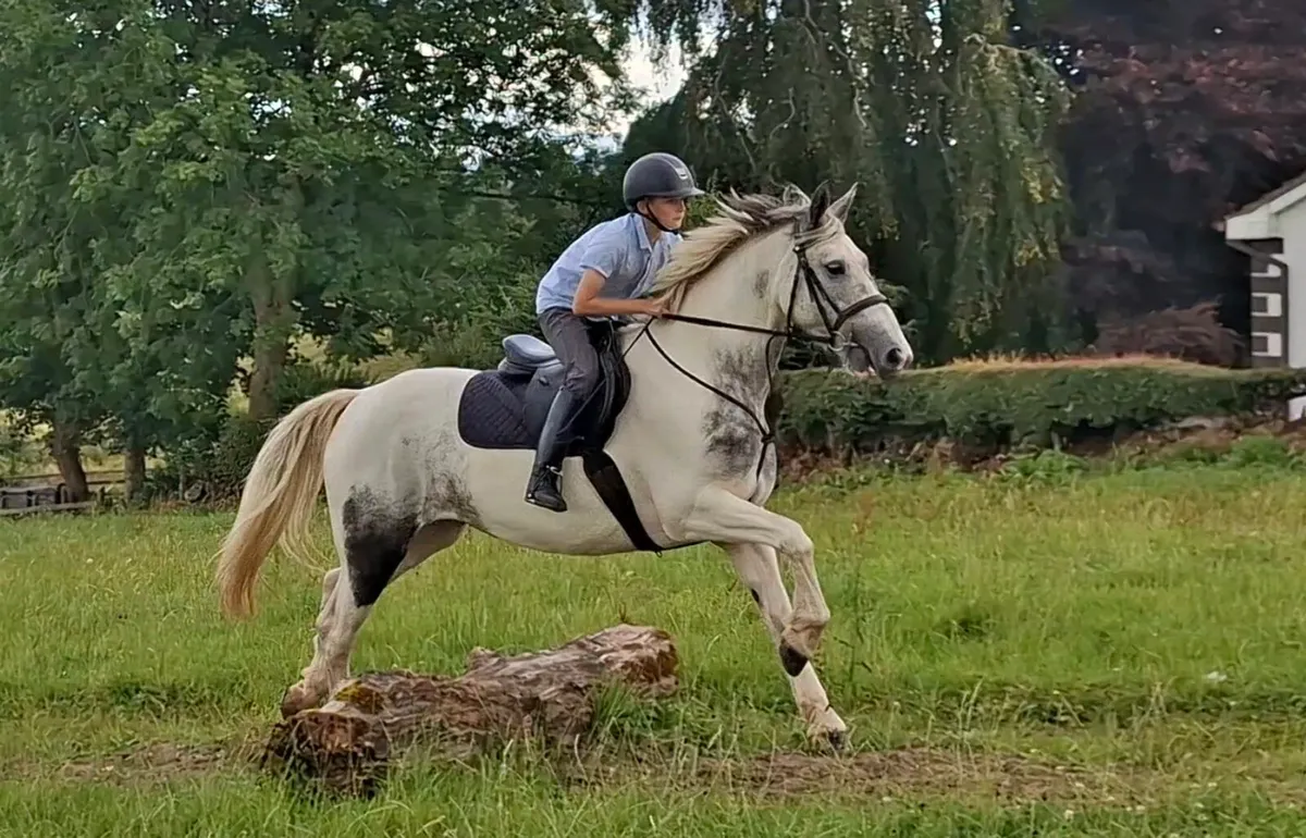 15hh Riding Horse - Image 1