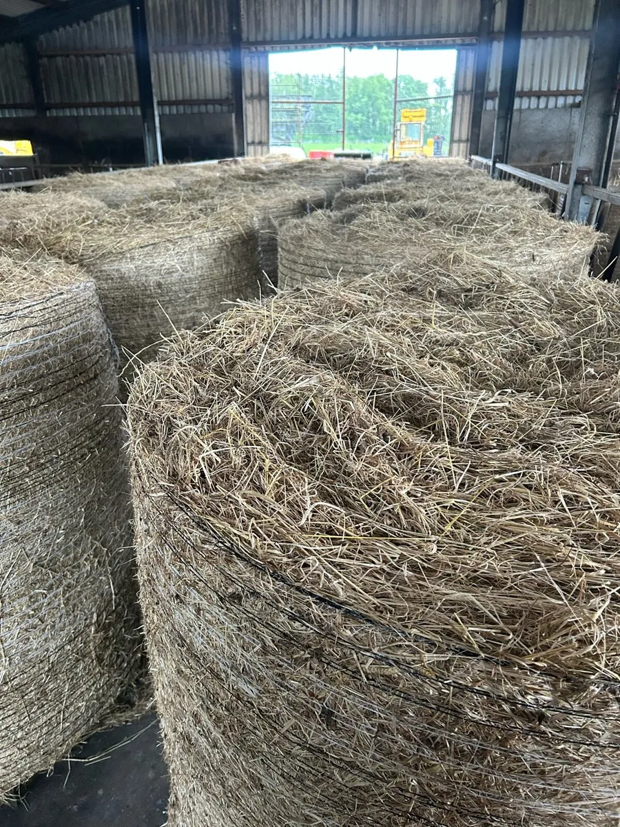 Hay - Image 1